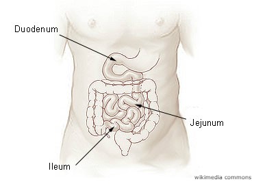 map-of-intestines